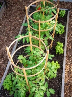 Bamboo Tomato Cages, Set Of 3 -Garden Care Store 8613426 6916
