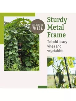 Titan Squash Tunnel -Garden Care Store B07932DMCR plantsupport benefits 2