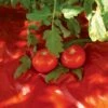 Red Tomato Mulch -Garden Care Store GS30005 07