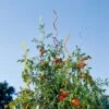 Rainbow Spiral Supports, Set Of 5 1 Rainbow Spiral Supports, Set Of 5 -Garden Care Store GS36377 01 tif